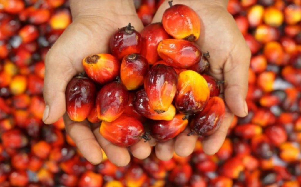 Malaysia Palm Oil Stocks Could Peak in October as CPO Prices Approach Possible Turning Point
