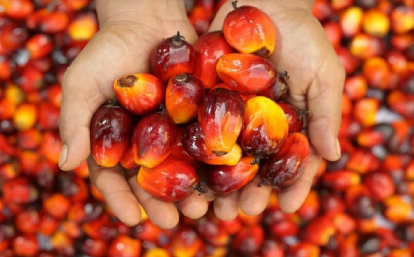 Malaysia Palm Oil Stocks Could Peak in October as CPO Prices Approach Possible Turning Point